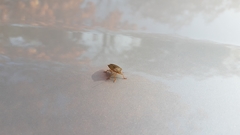 Palomena prasina