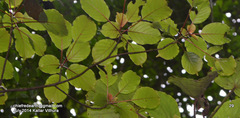 Hymenodictyon obovatum