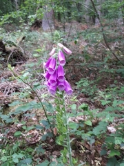 Digitalis purpurea