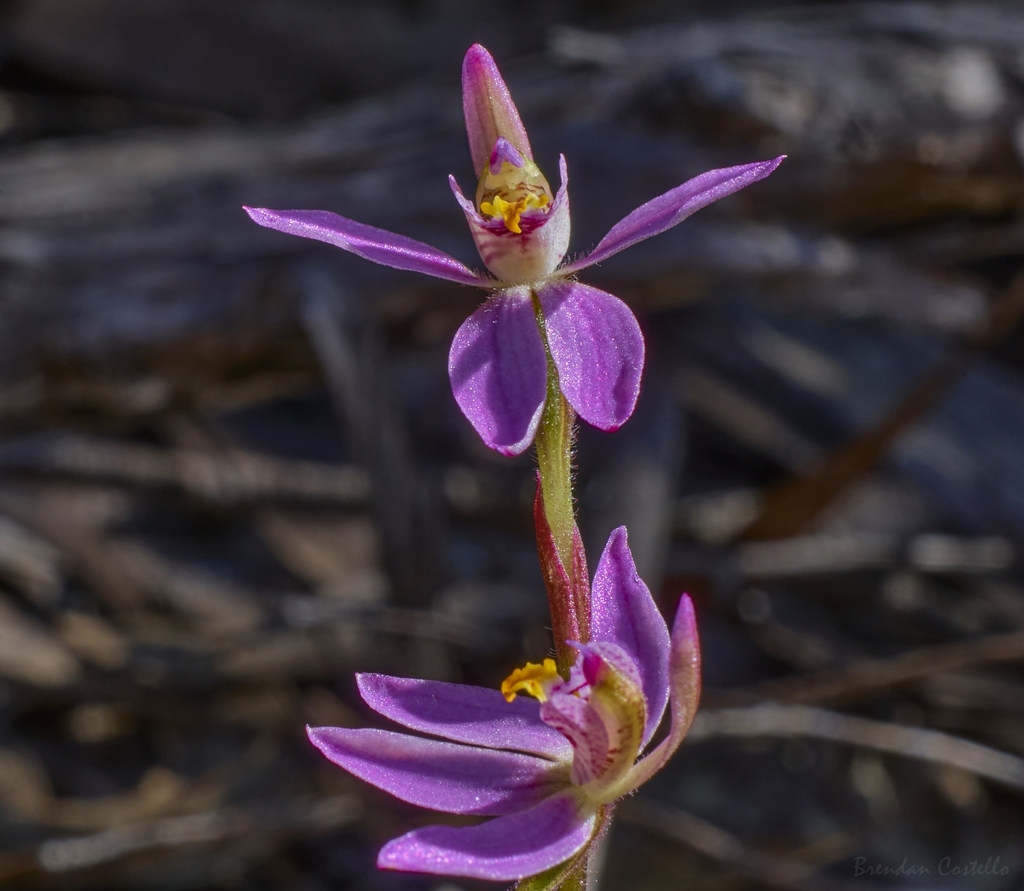 Caladenia alata