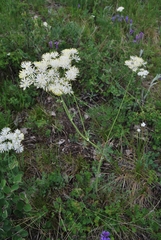 Thalictrum petaloideum