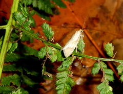 Diurnea lipsiella