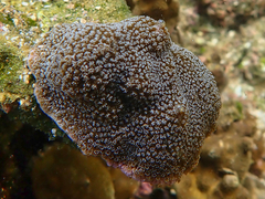 Anthozoa