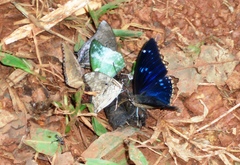 Charaxes