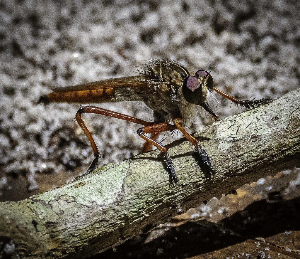 Colepia cultripes