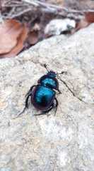 Phelotrupes auratus