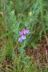 Vicia nervata