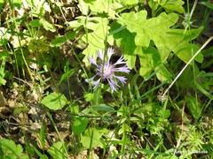 Centaurea graminifolia