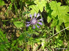 Centaurea graminifolia