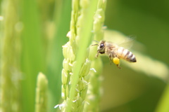 Apis mellifera
