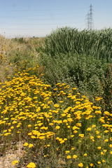 Achillea arabica