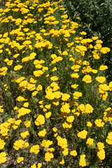 Achillea arabica