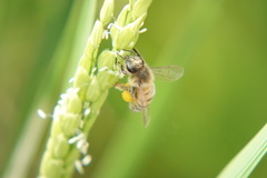 Apis mellifera