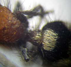 Dasylabris regalis