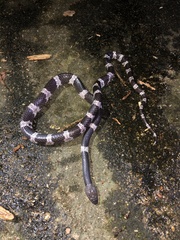 Lycodon futsingensis