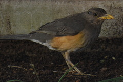 Turdus pelios