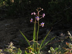 Cyanella hyacinthoides