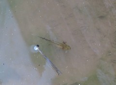 Triturus marmoratus