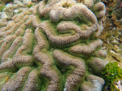 Anthozoa