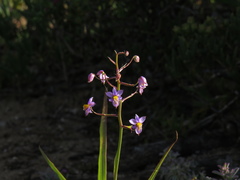 Cyanella hyacinthoides