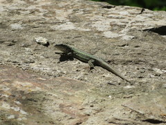 Podarcis bocagei