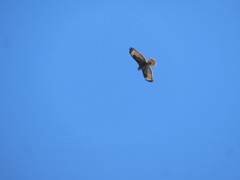 Buteo buteo