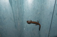 Chioglossa lusitanica