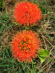 Scadoxus multiflorus multiflorus