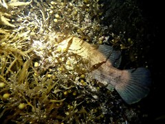 Hypopterus macropterus