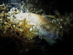 Hypopterus macropterus