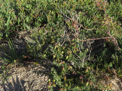 Saldanha Pennypea (Wiborgiella dahlgrenii)
