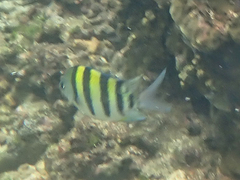 Abudefduf vaigiensis