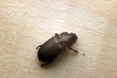 Harpalus
