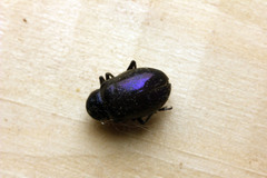 Chrysochus goniostoma