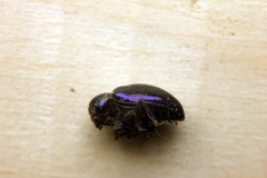 Chrysochus goniostoma