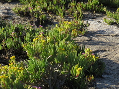 Senecio sarcoides
