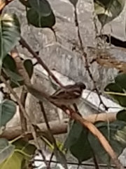 Passer domesticus