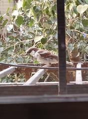 Passer domesticus