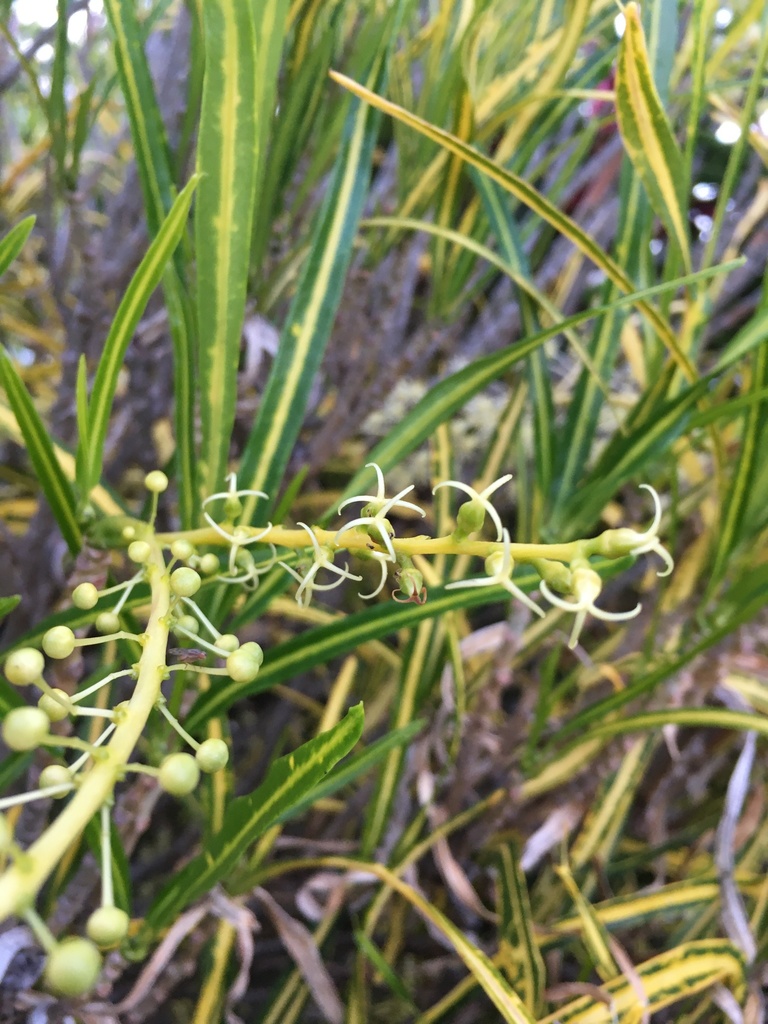 Codiaeum variegatum foliage detail
