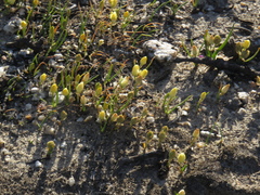 Ornithogalum rupestre