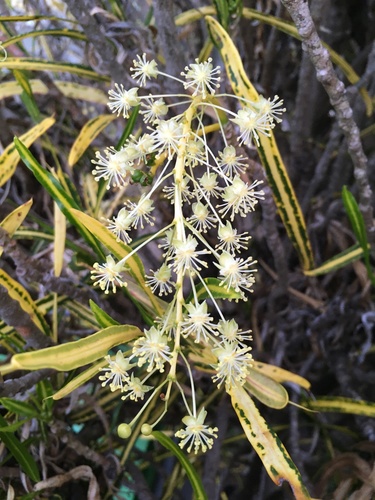 Codiaeum variegatum
