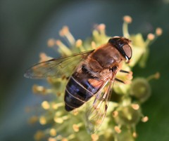 Eristalis pertinax