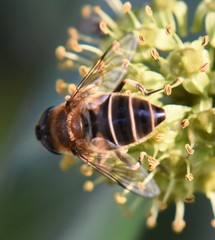 Eristalis pertinax