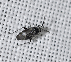 Heterocapillus tigripes