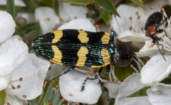 Castiarina rectifasciata