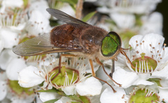 Pangoniinae