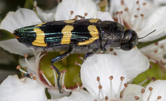 Castiarina rectifasciata