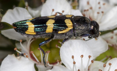 Castiarina rectifasciata