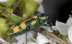Castiarina hilaris