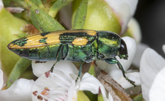 Castiarina hilaris